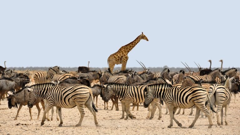Biodiversity in Sudan: A Tapestry of Life and the Challenge of Sustainability kolibri5 zebra 1170177 1920